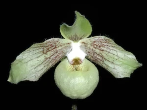 Image of Paphiopedilum jackii 1